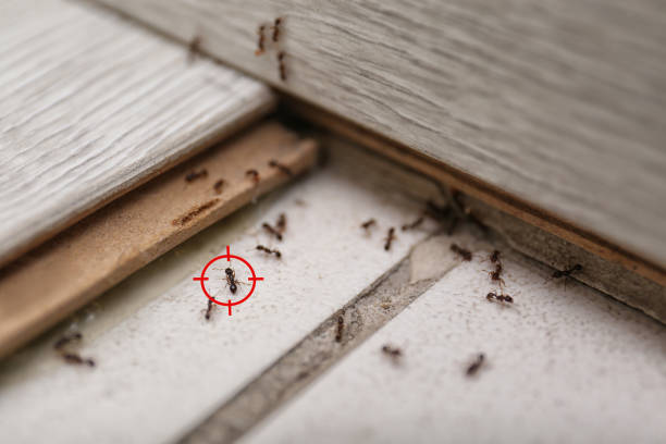Reliable Sullivan City, TX Pest Control Solutions