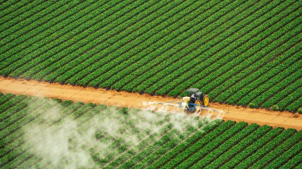 Best Ant Control Services  in Sullivan City, TX