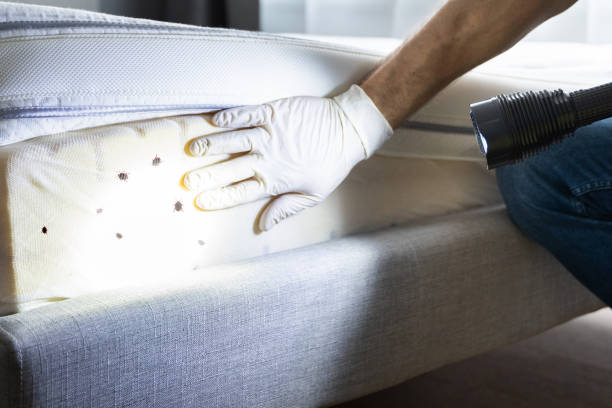 Pest Prevention Services in Sullivan City, TX