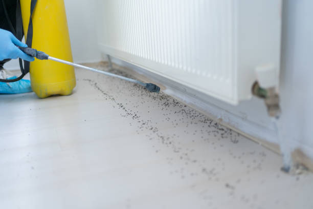 Wasp Removal Services in Sullivan City, TX